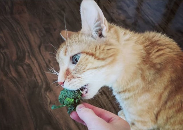 Kucing Makan Sayuran Hijabheels.com