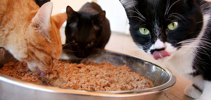 Makanan Khusus Untuk Makan Kucing Kucingpedia.com