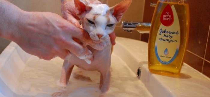 gunakan shampo berpelembab untuk kucing