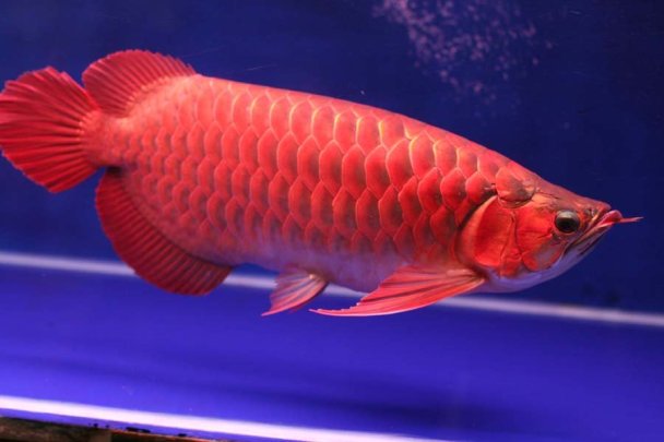 ikan arwana super red kumpai
