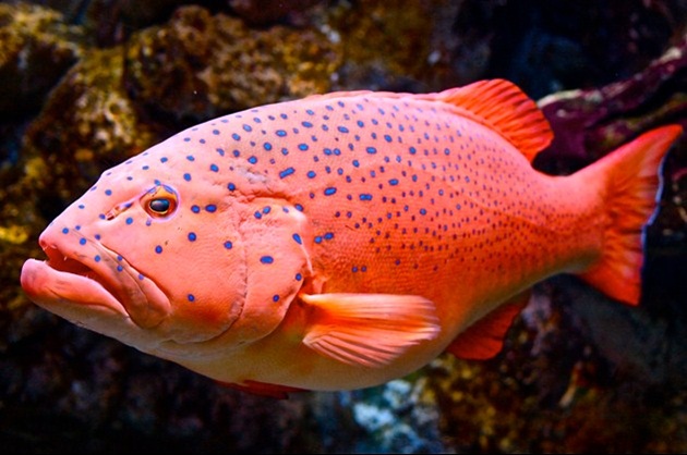 ikan kerapu merah yang mahal