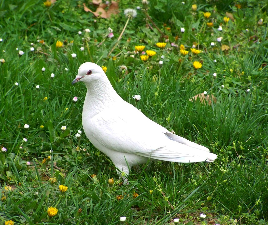 burung merpati putih simbol damai